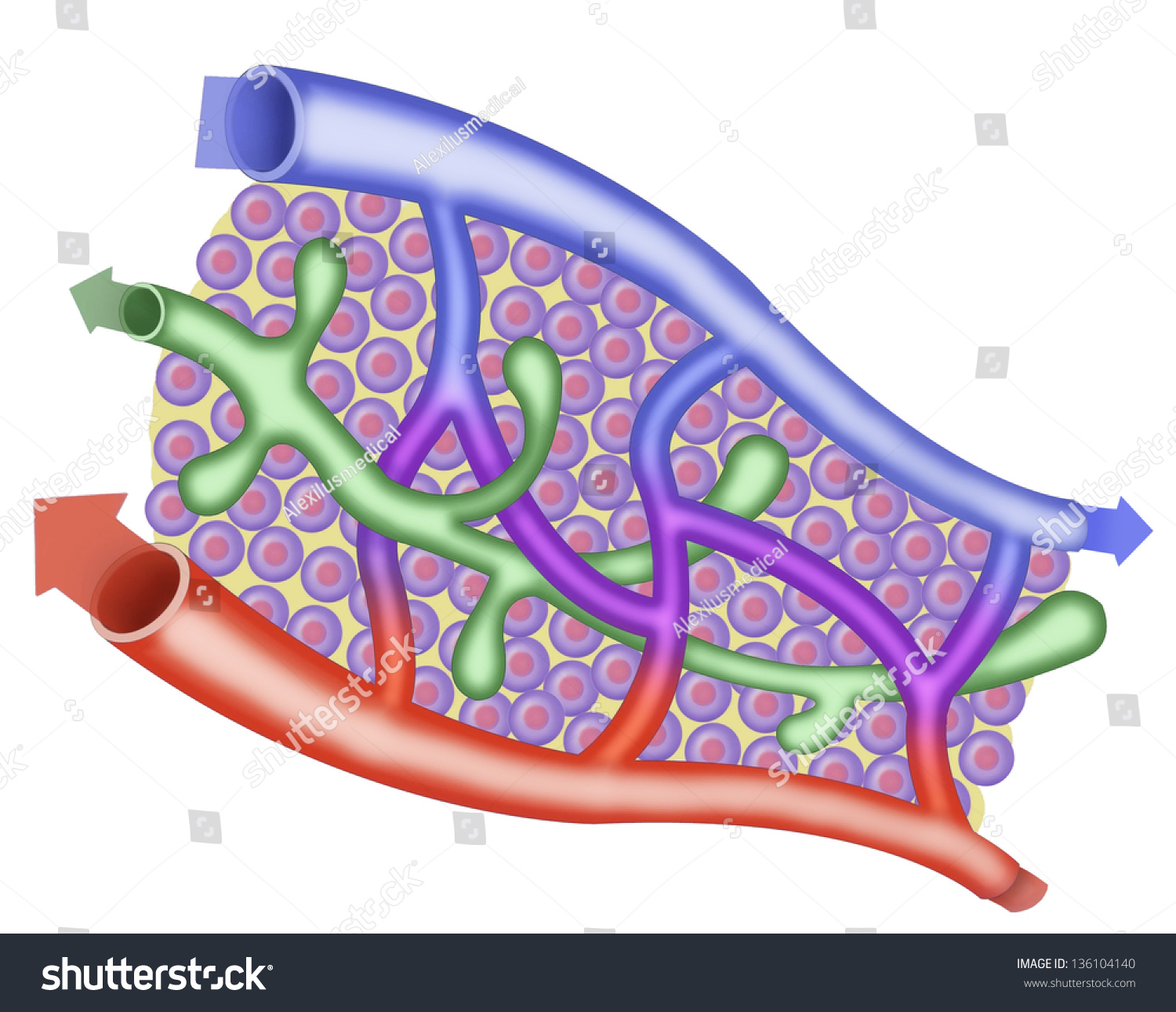 Schematic Illustration Lymphatic Circulatory System Stock Illustration