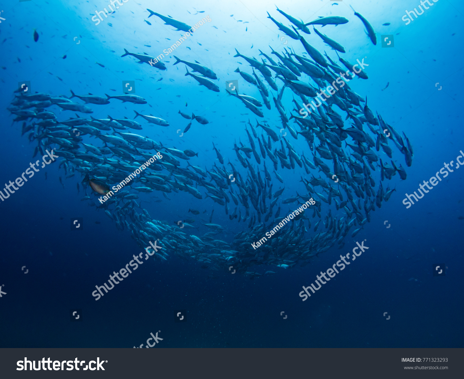 School Fishes Blue Water Background Stock Photo Edit Now 771323293