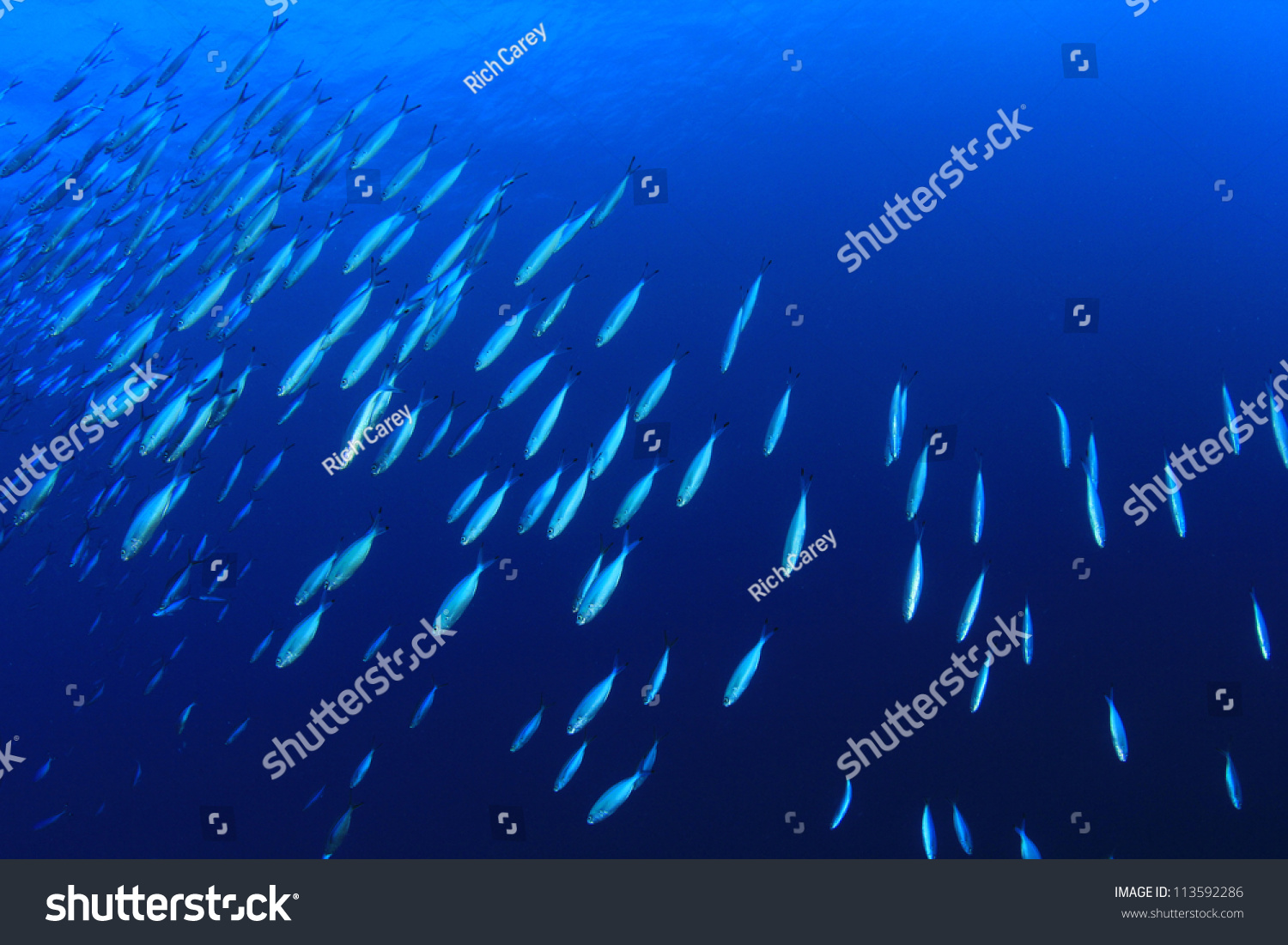 School Sardine Fish Underwater Stock Photo 113592286 Shutterstock