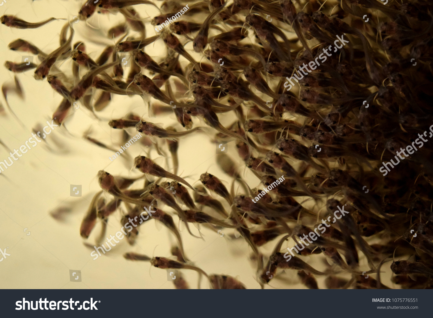 Schooling In Fishes Of The Fingerling Channel Catfish On Nursery System Schooling In Fishes Of The Fingerling Channel Catfish On Nursery System