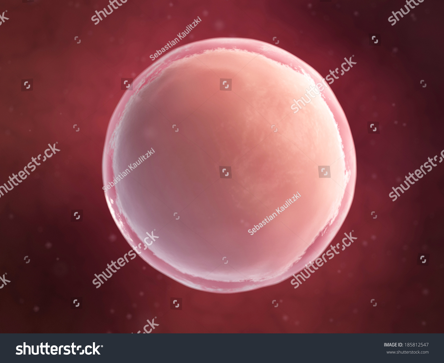 Scientific Illustration - Human Egg Cell - 185812547 : Shutterstock