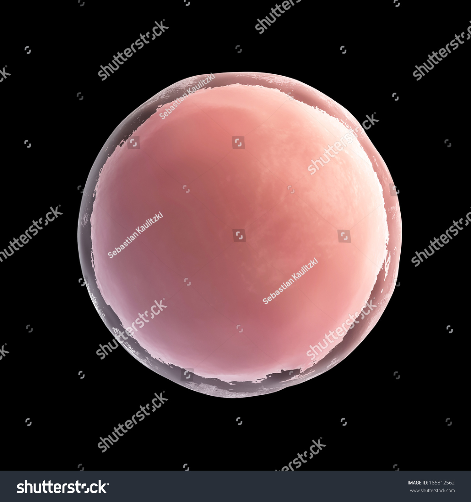 Scientific Illustration Human Egg Cell Stock Illustration 185812562