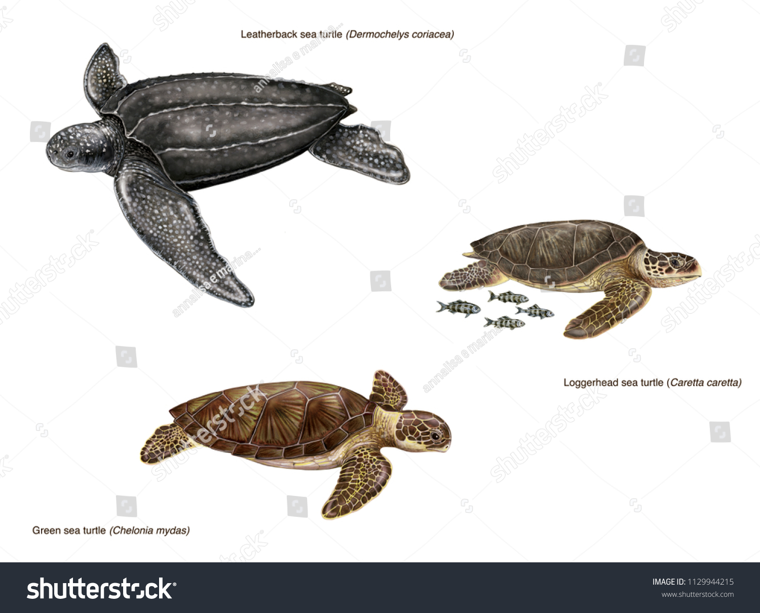 scientific illustration 3 species sea turtles stock illustration
