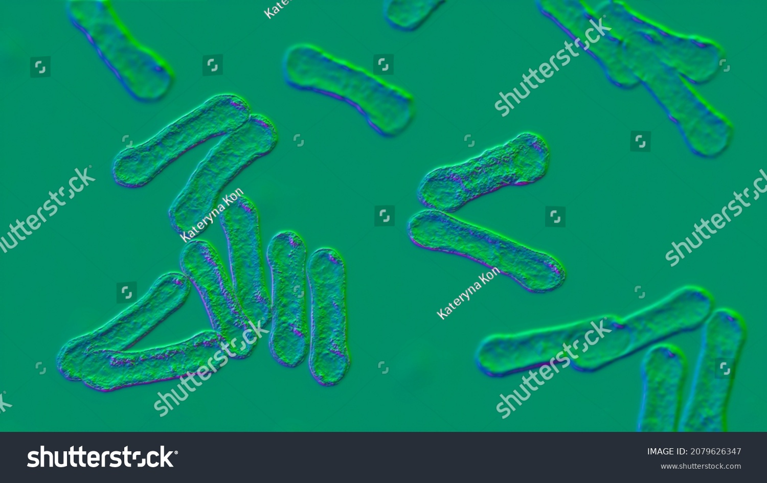 Scientific Image Bacteria Corynebacterium Showing Their Stock Illustration