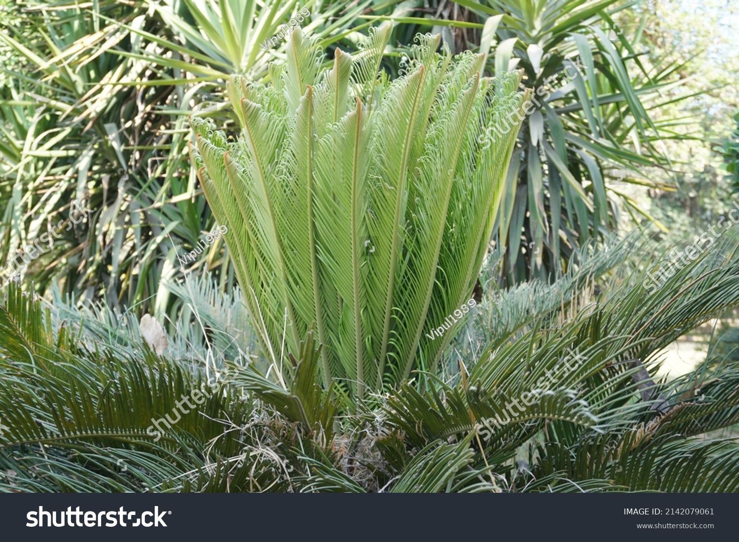 Scientific Name Cycas Revoluta Common Names Stock Photo 2142079061 ...