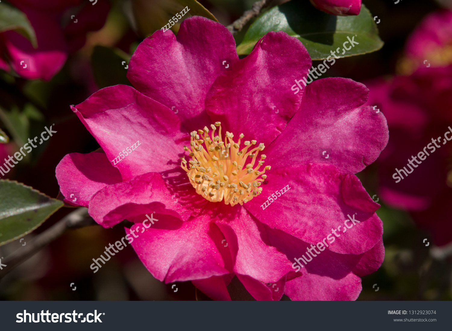 Scientific Name Camellia Sasanqua Stock Photo (Edit Now) 1312923074