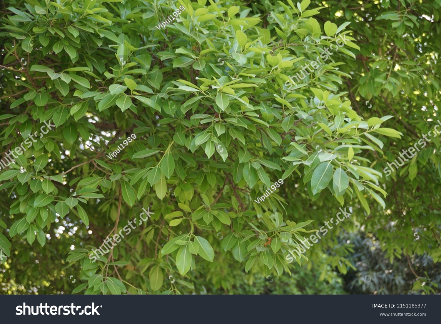 Scientific Name Syzygium Aqueum Common Names Stock Photo 2151185377 ...