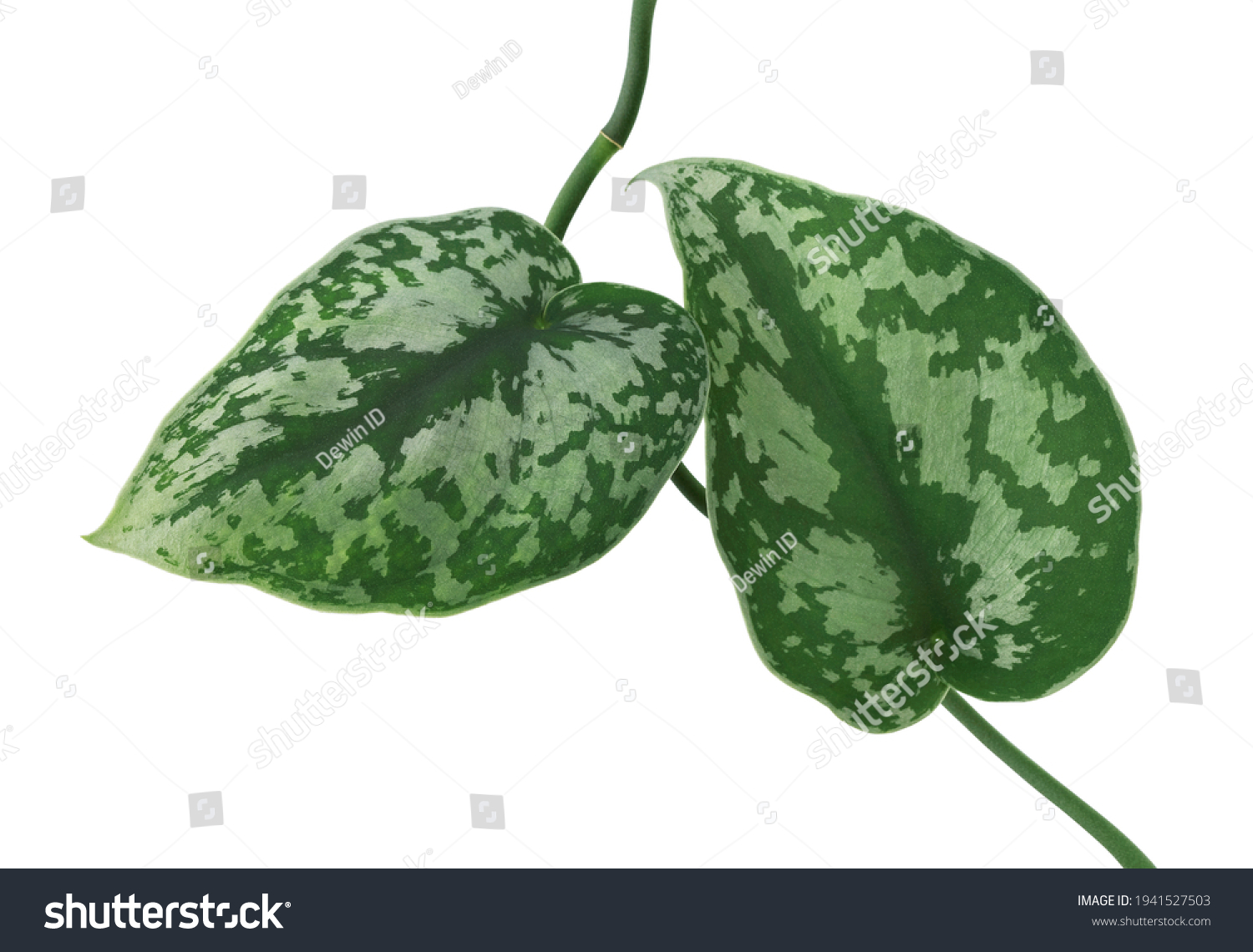 Scindapsus Pictus Leaves Satin Pothos Plant Stock Photo 1941527503 ...