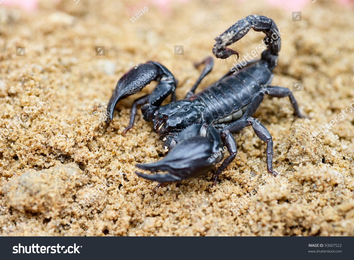 Scorpion Stock Photo 93007522 : Shutterstock