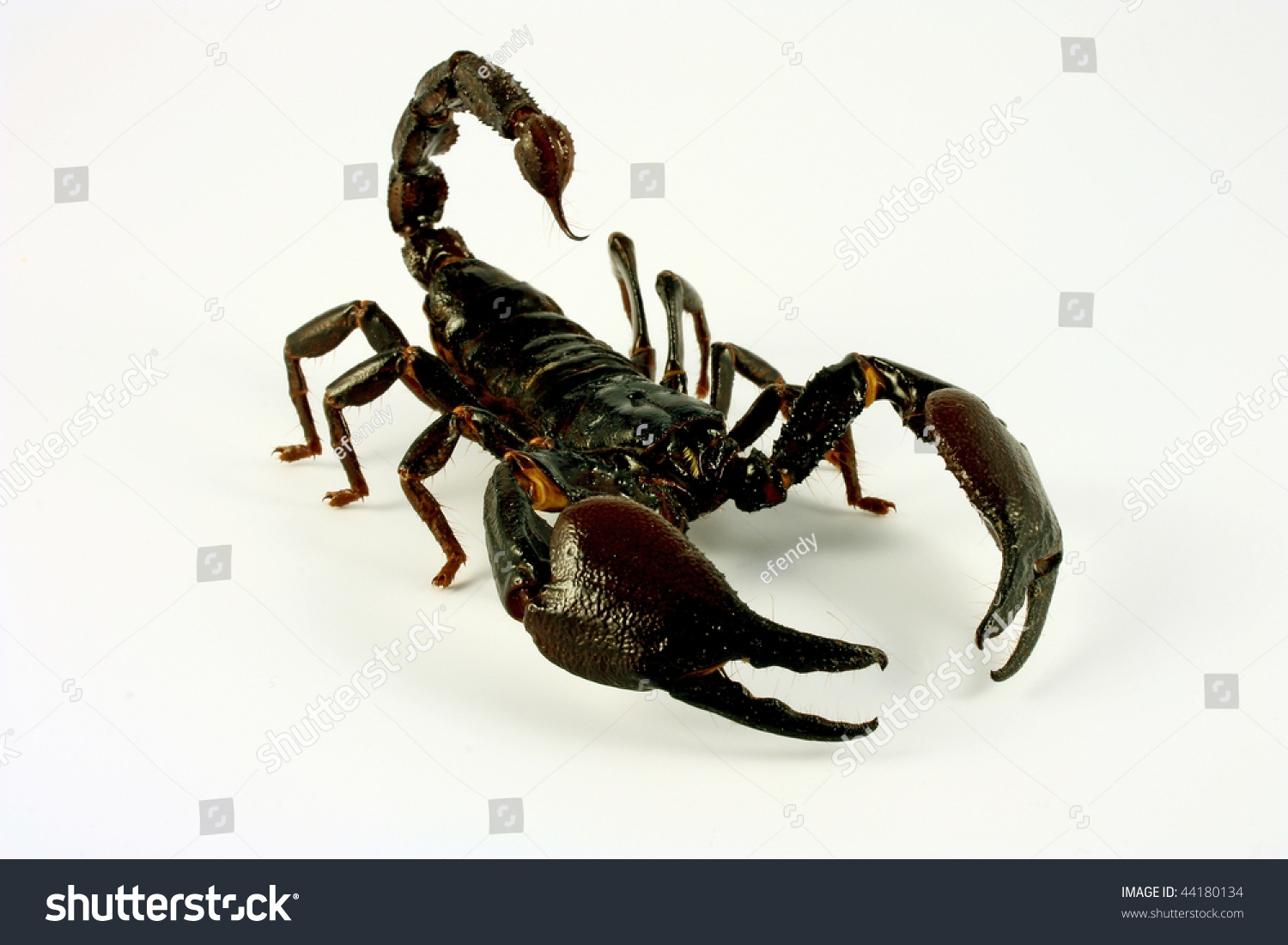 Scorpion Crawling Combat Position Stock Photo 44180134 - Shutterstock