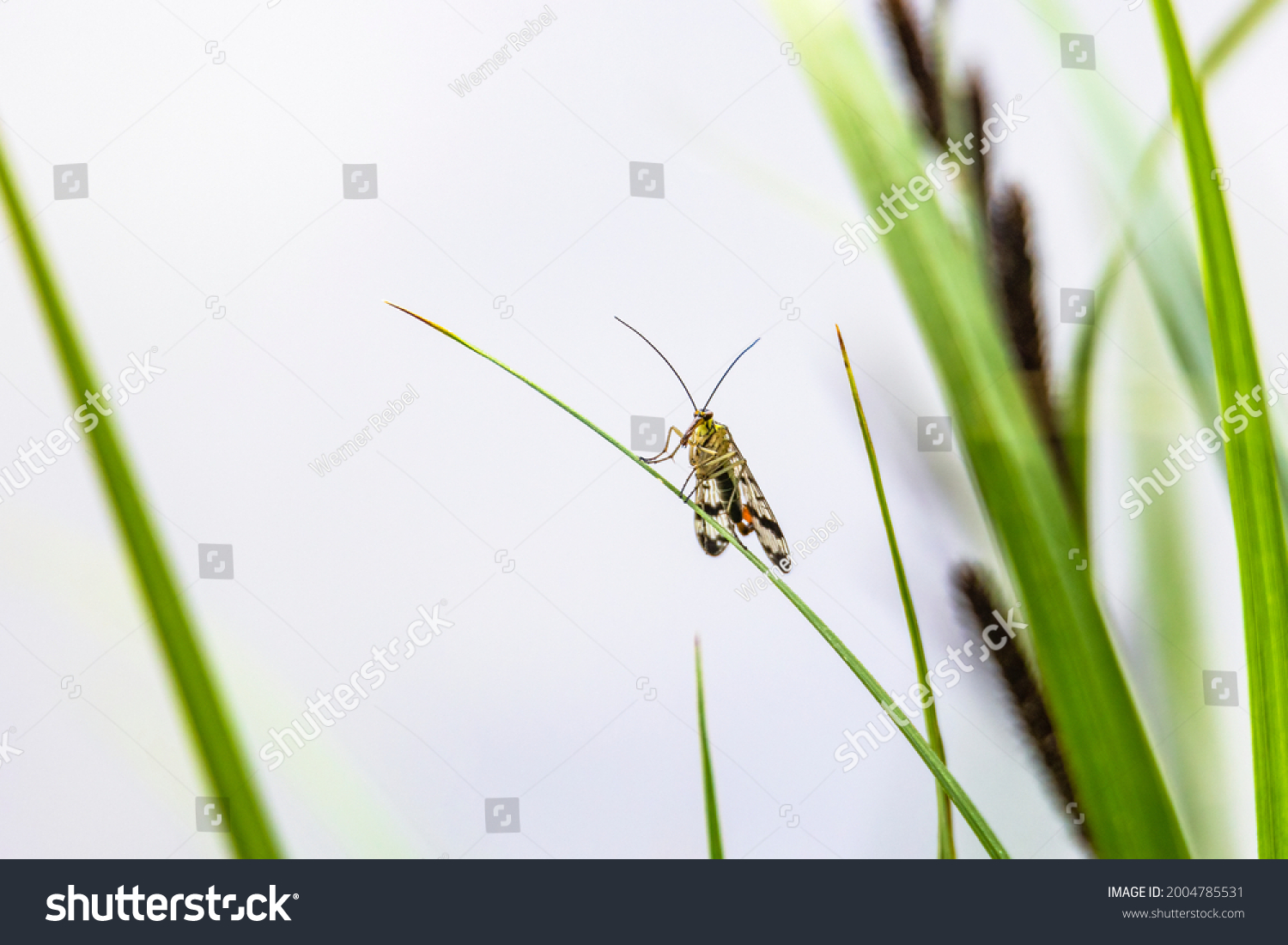 9 German scorpion fly Images, Stock Photos & Vectors | Shutterstock