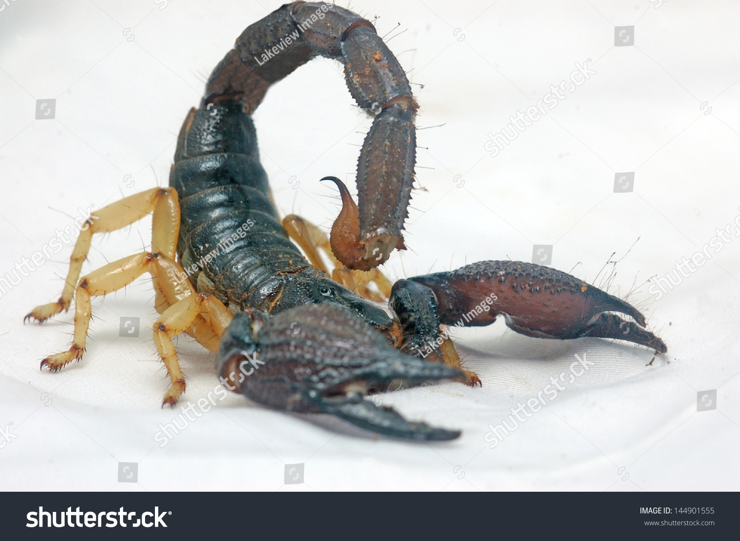 Scorpion From South India - Heterometrus Xanthropus Or H. Fulvipes - On ...