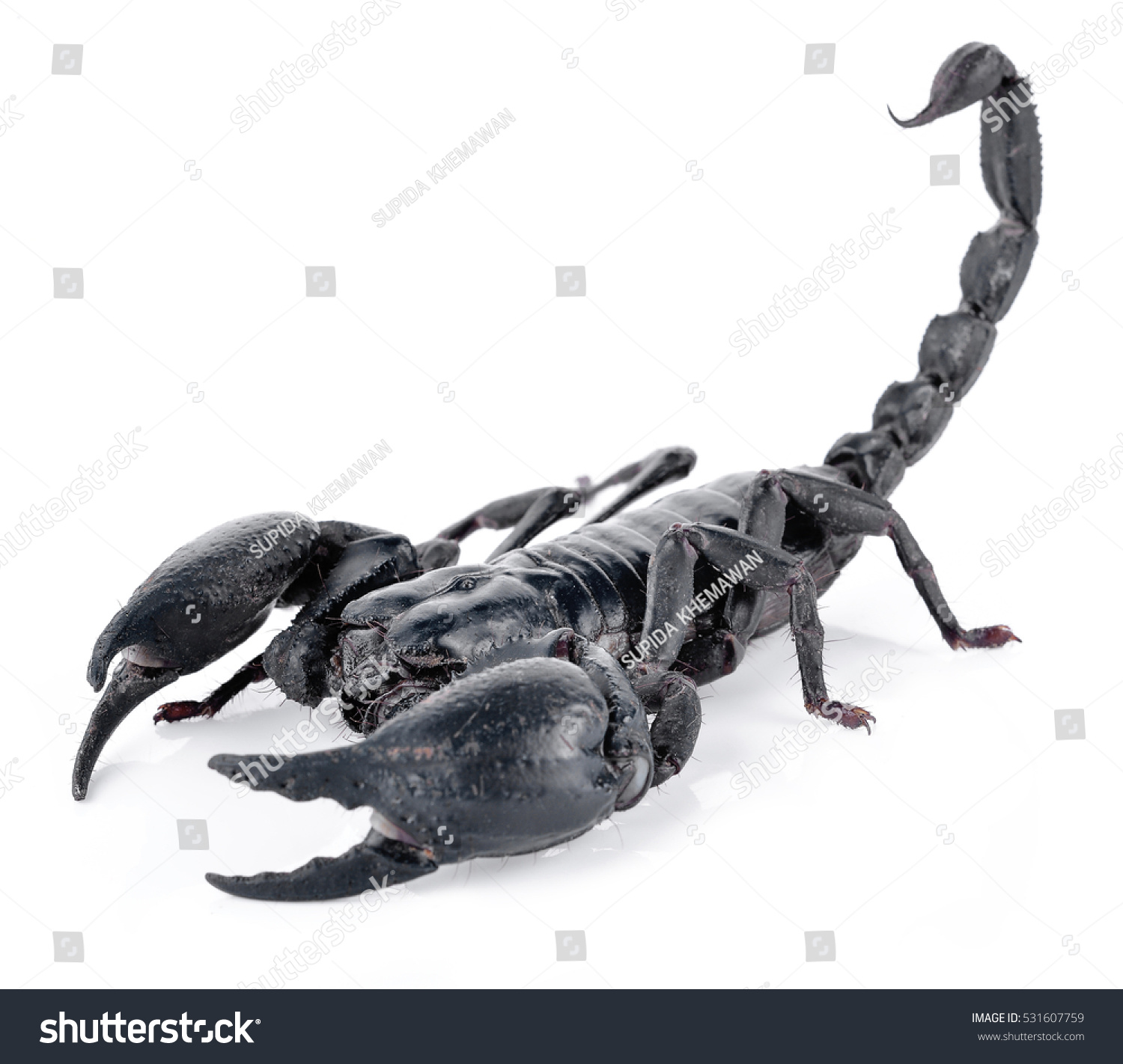 Scorpion Isolated On White Stock Photo 531607759 : Shutterstock