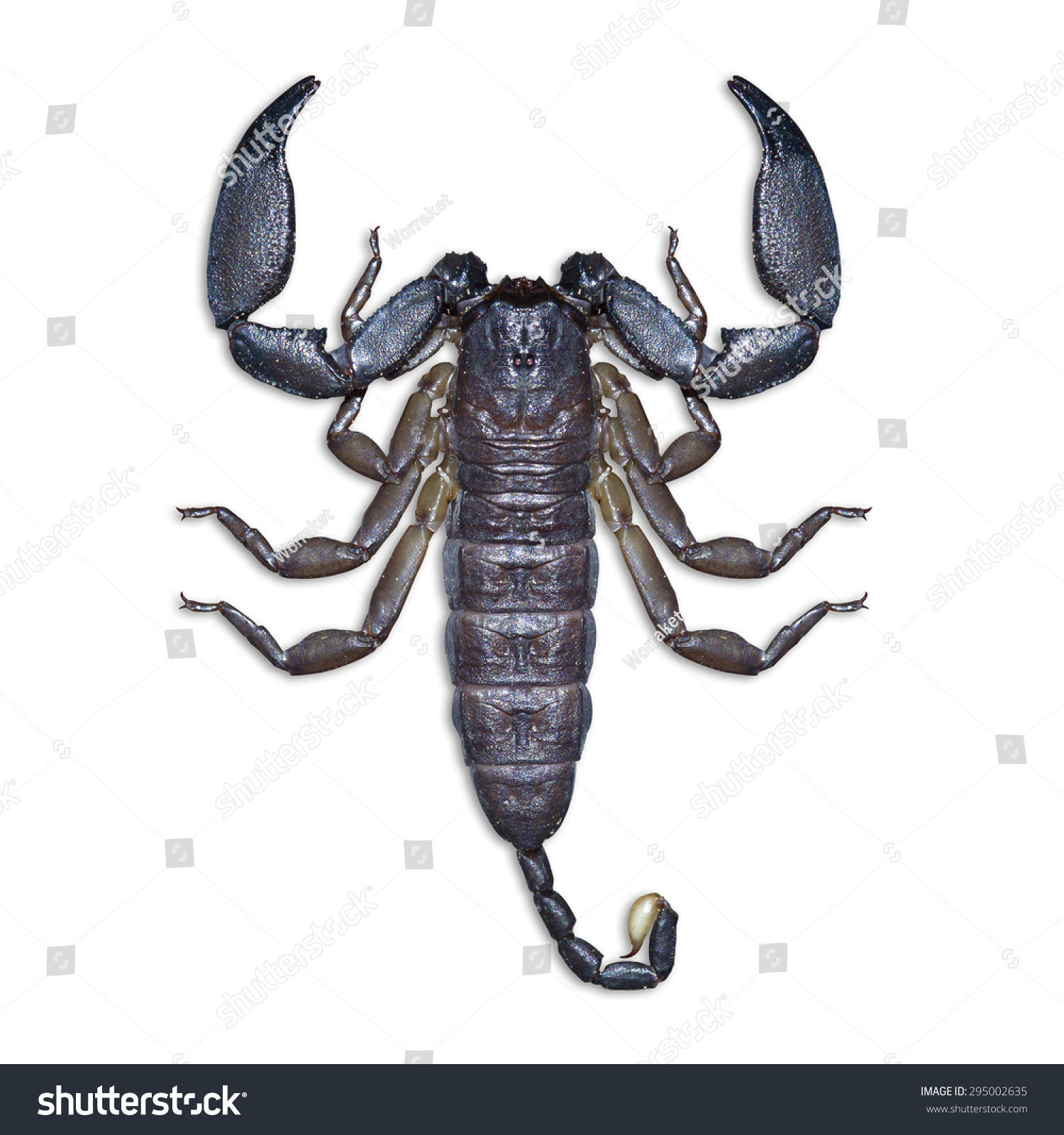 Scorpionisolated On White Background Clipping Path Stock Photo (Edit ...