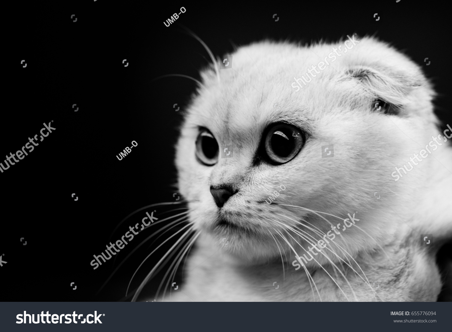 Scottish Cat Black White Animals Portraits Stock Photo Edit Now