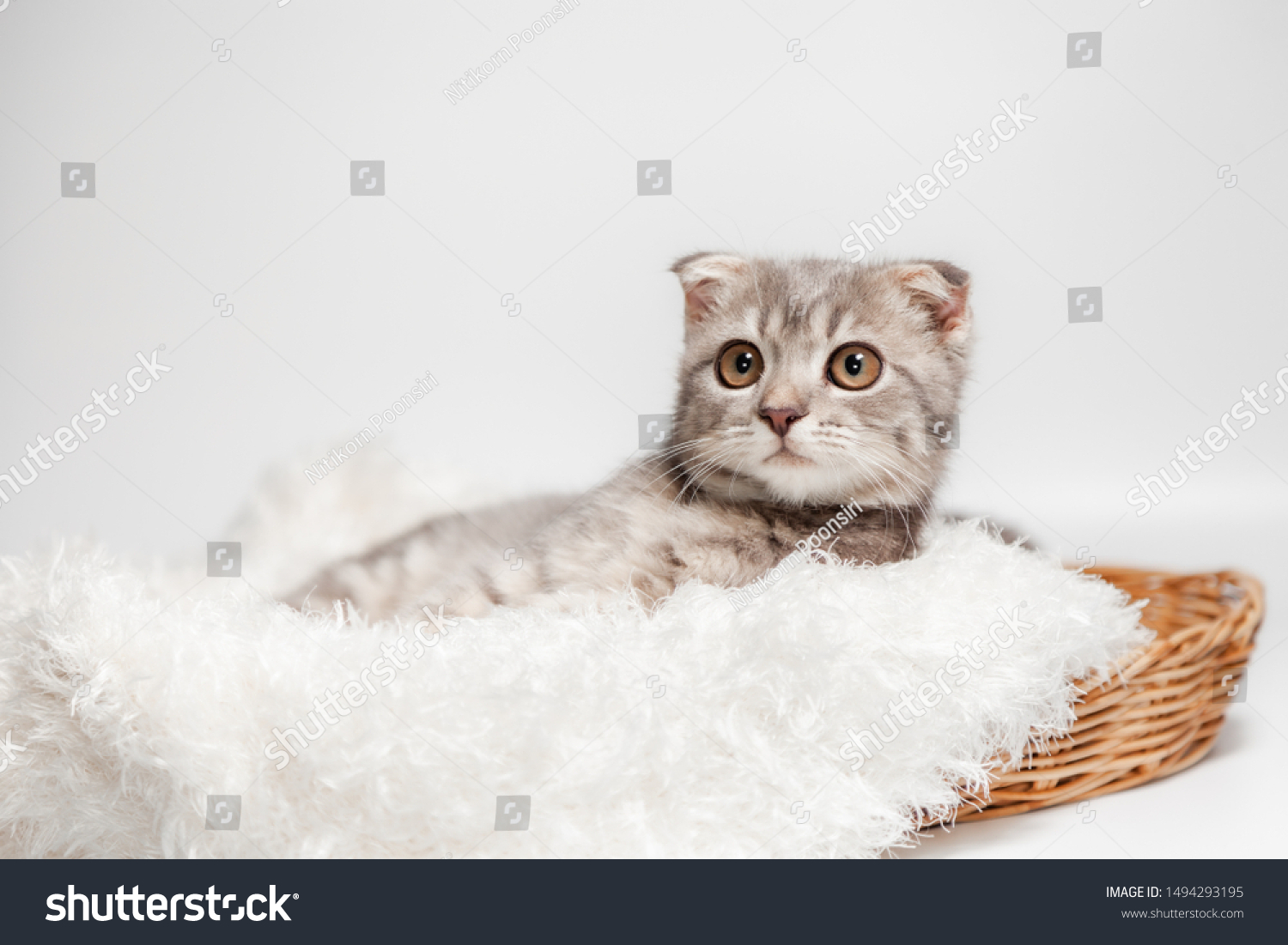 Scottish Fold Cat Breed Age 3 Stock Photo Edit Now 1494293195