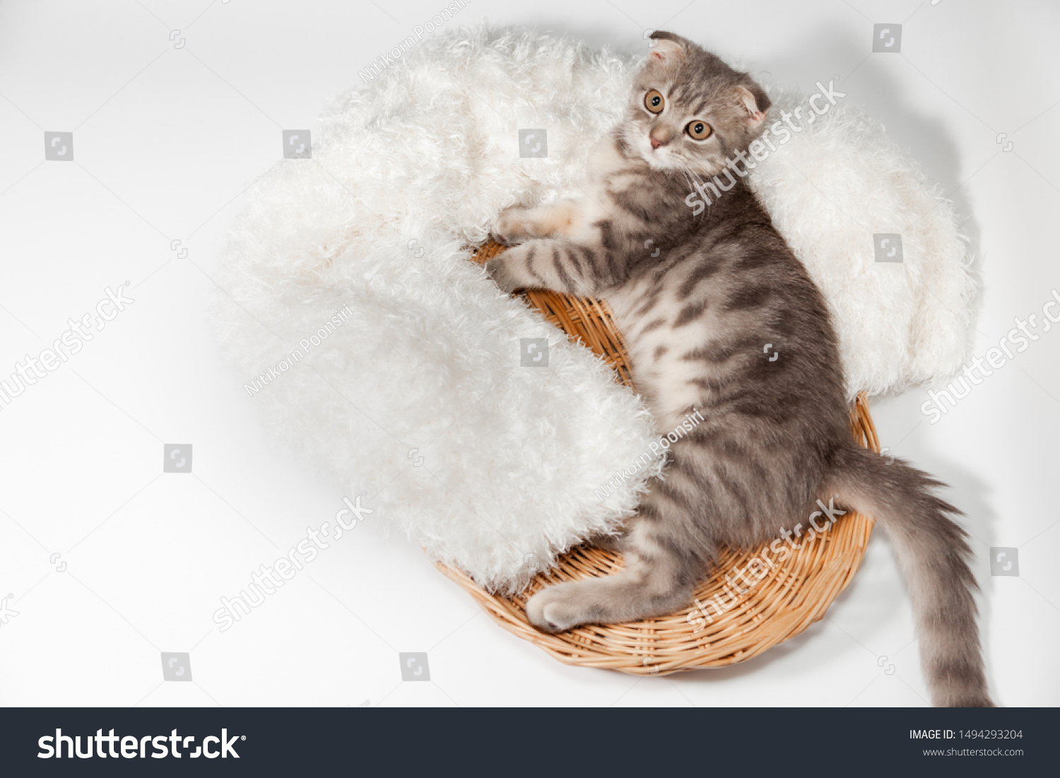 Scottish Fold Cat Breed Age 3 Stock Photo Edit Now 1494293204