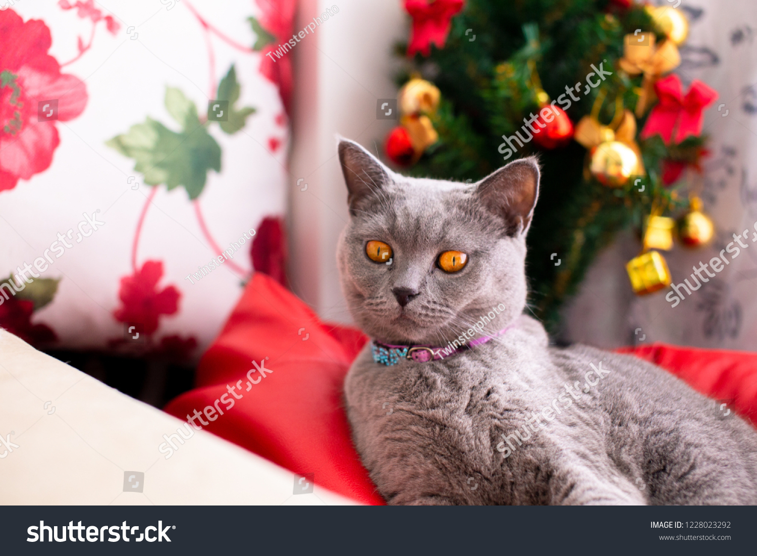 Scottish Fold Mixed British Shorthair Cat Stock Photo Edit Now