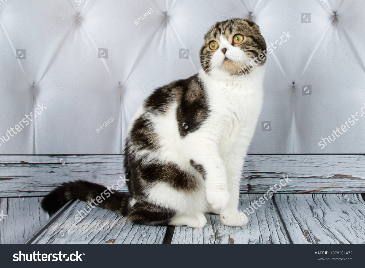 Scottish Fold Shorthair Bicolor Cat Stock Photo 1078201472 | Shutterstock