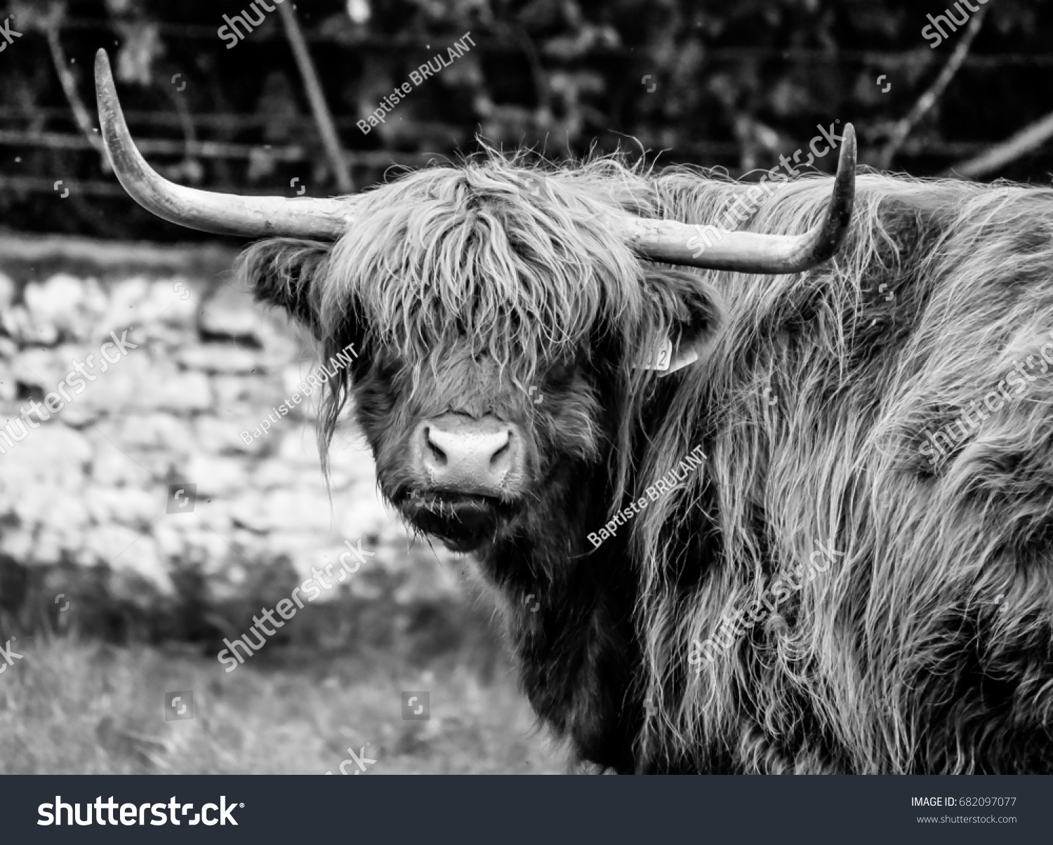 Scottish Highland Cow Stock Photo 682097077 | Shutterstock