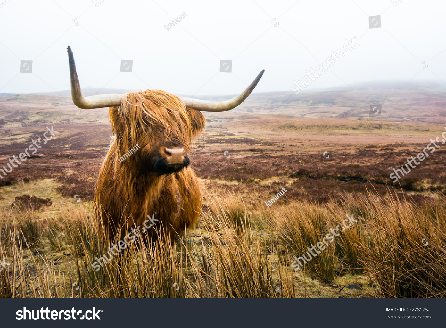 stock-photo-scottish-highland-cow-in-field-highland-cattle-scotland-472781752.jpg