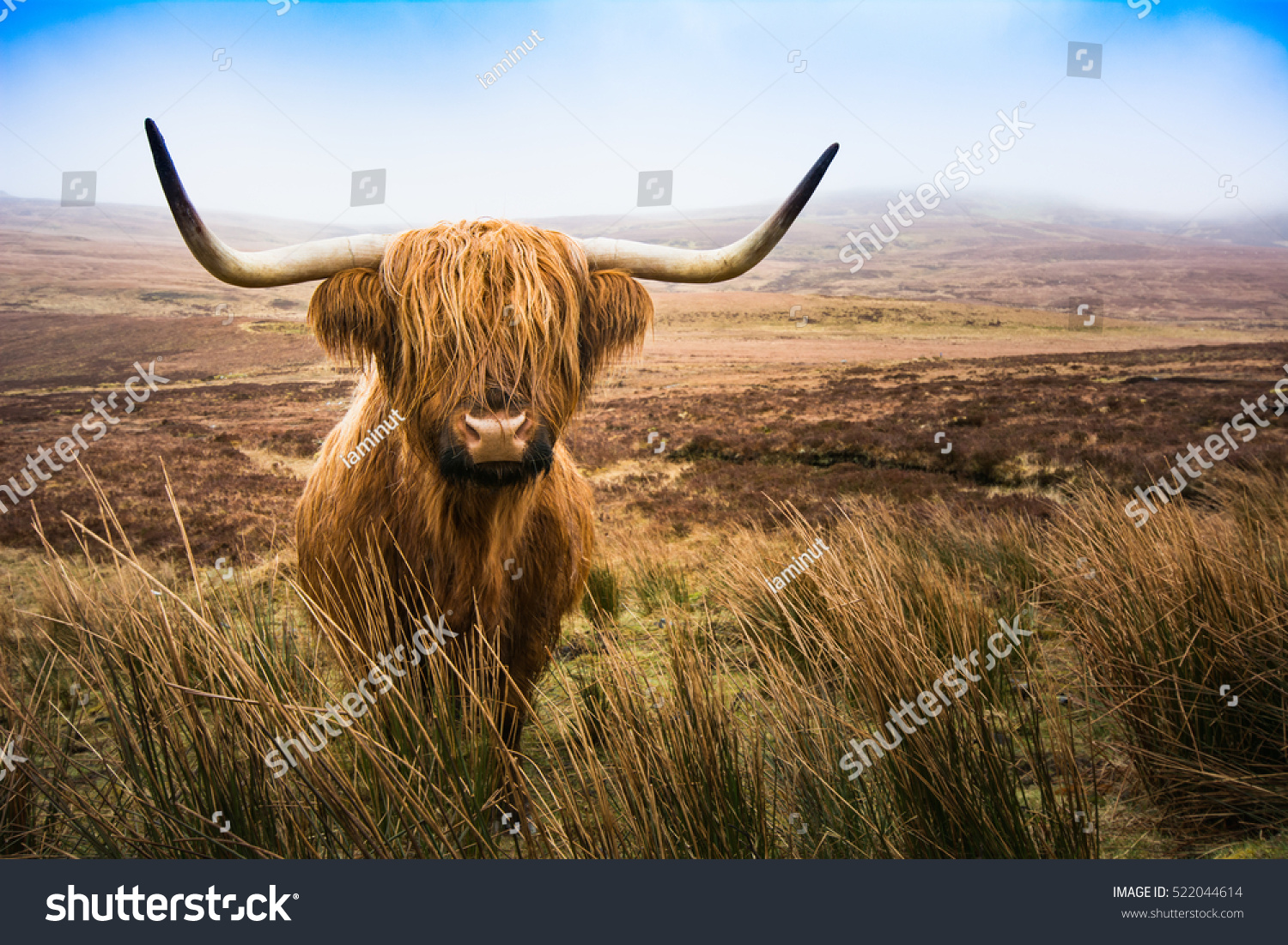 BT011844 "Highland Vaca 'Botones Madera