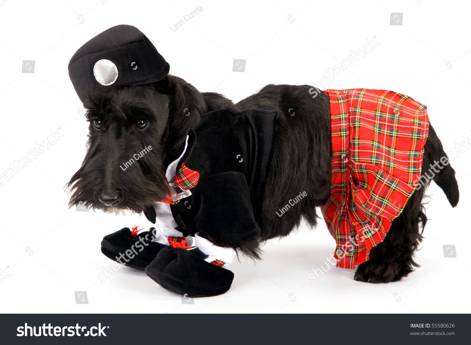 dog kilt costume