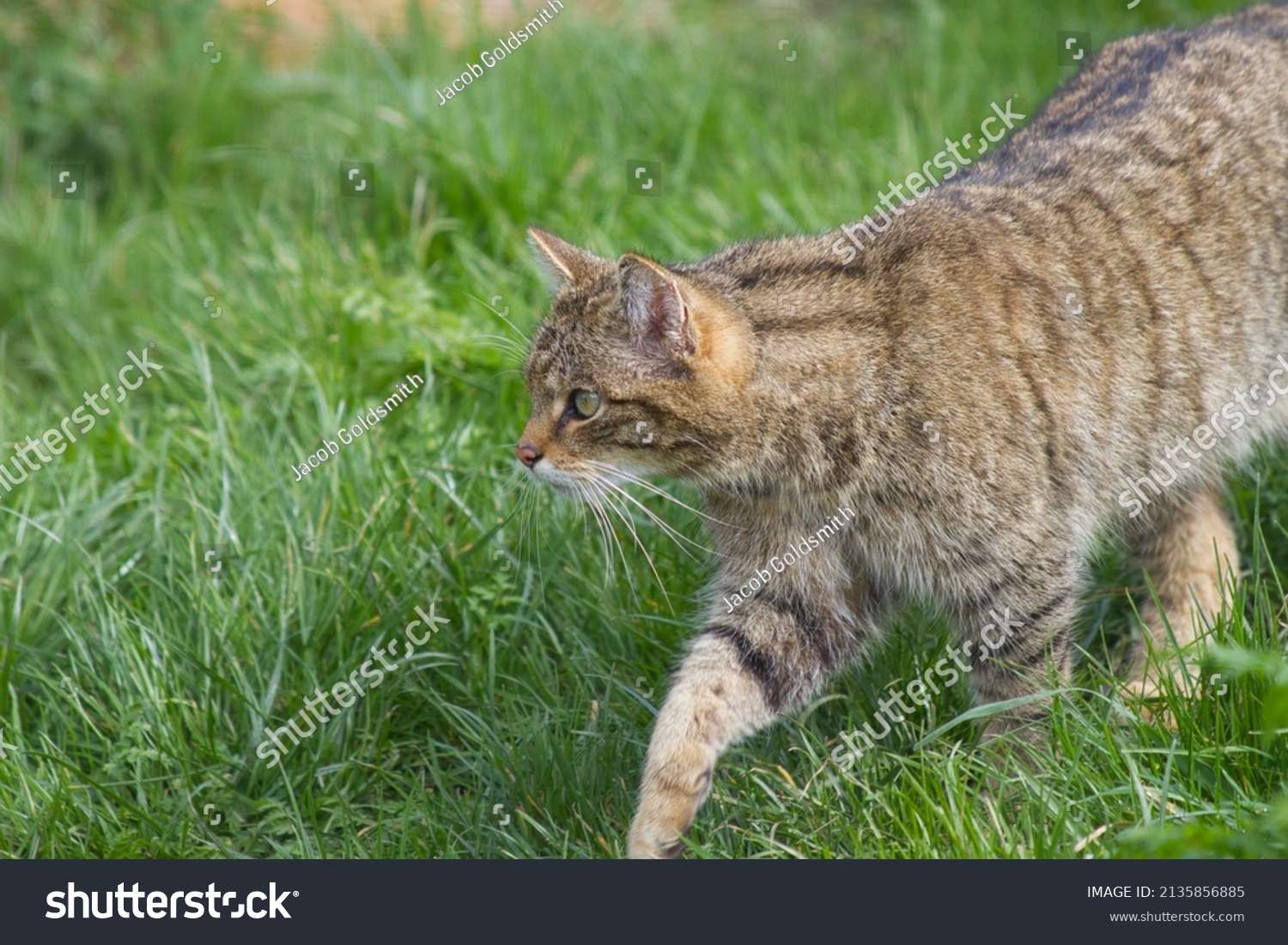 Scottish Wildcat Grass British Endangered Species Stock Photo (Edit Now ...