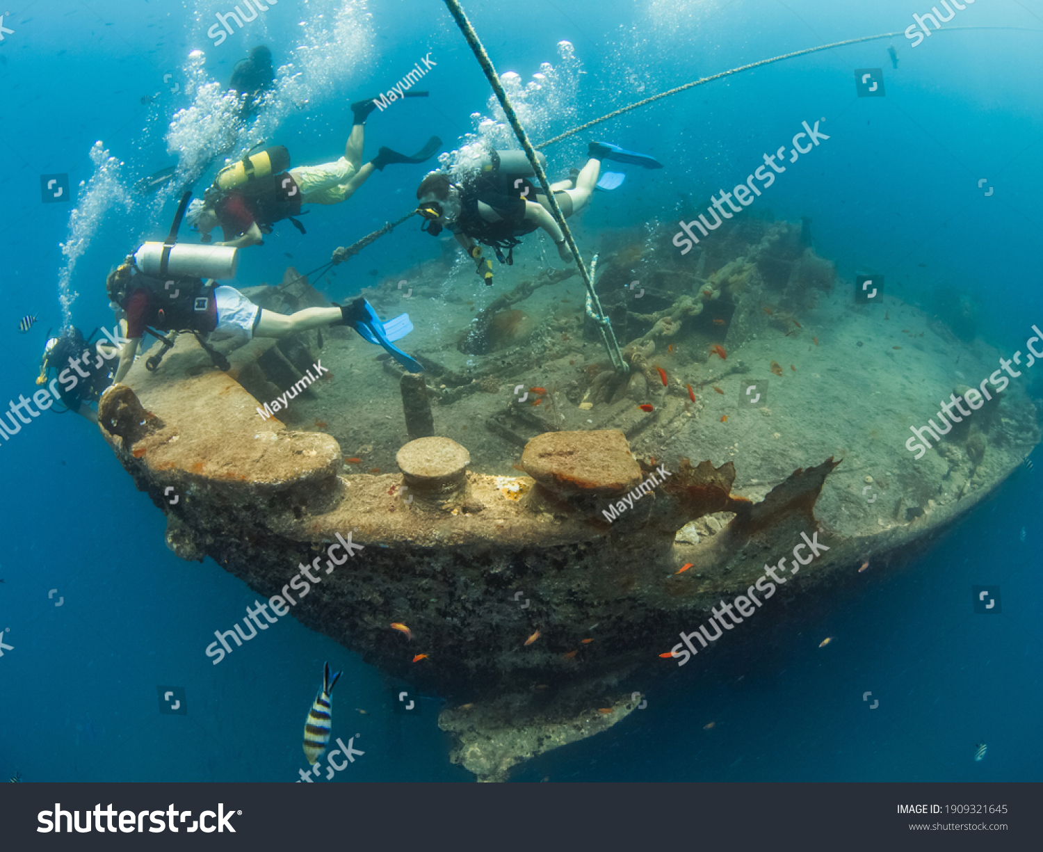 Thistlegorm: imagens, fotos e vetores stock | Shutterstock