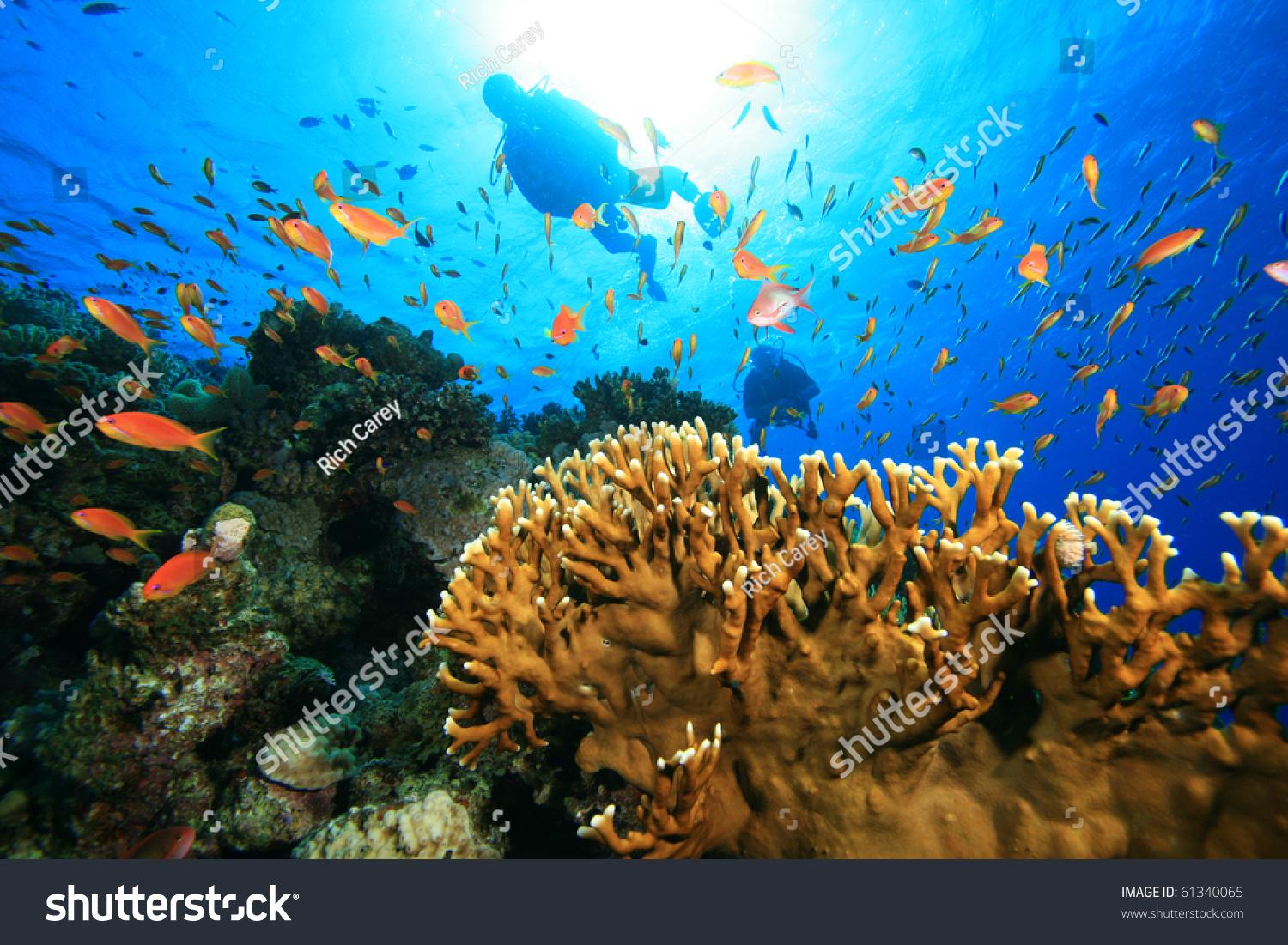 Scuba Diving On Coral Reef Tropical Stock Photo 61340065 - Shutterstock