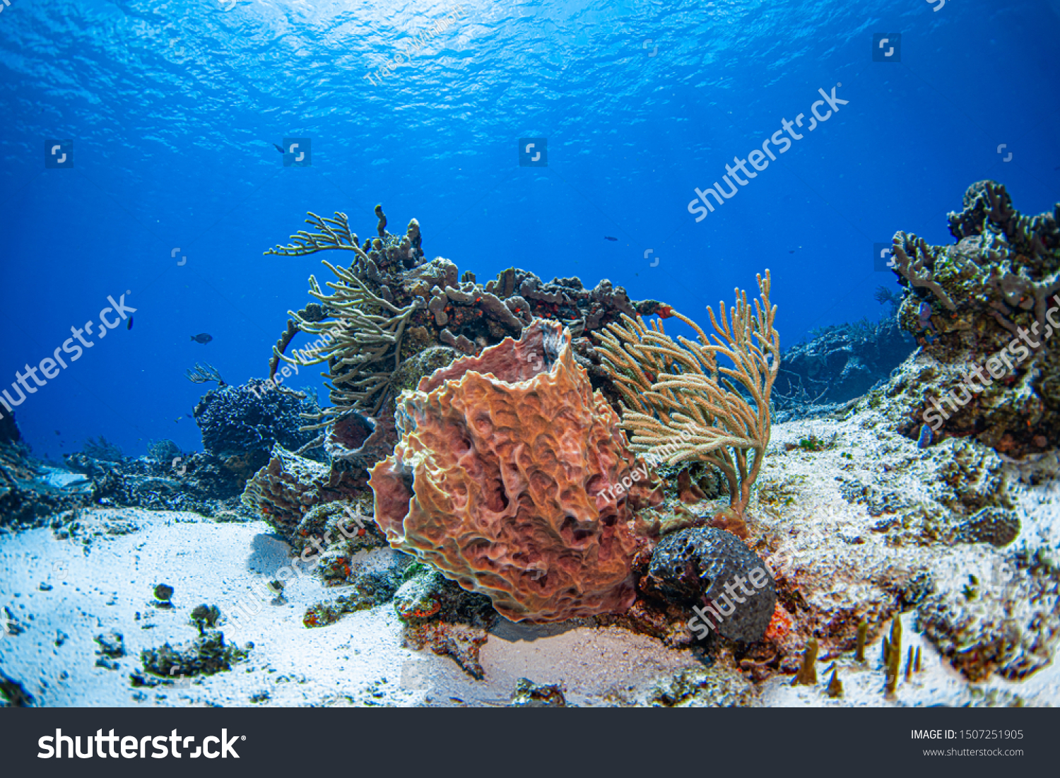 Scuba Diving Reef Cozumel Mexico Stock Photo Edit Now 1507251905