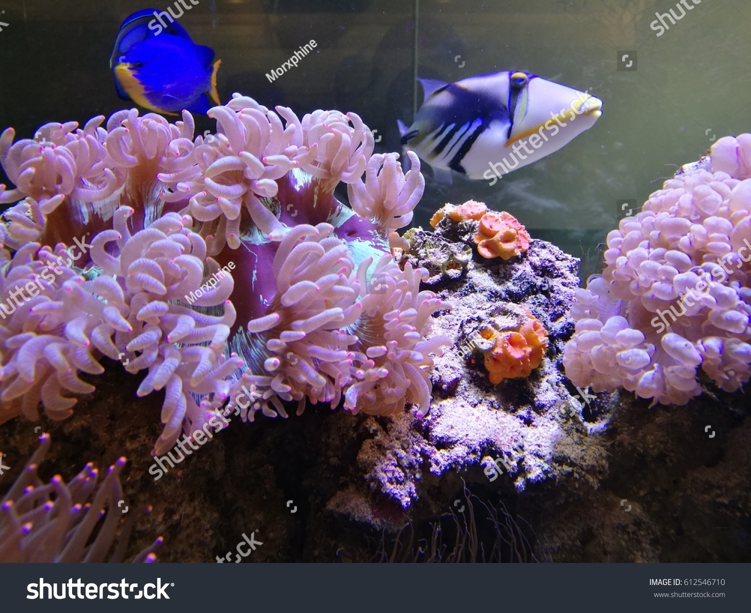 Sea Anemone Fish Tank Stock Photo Edit Now