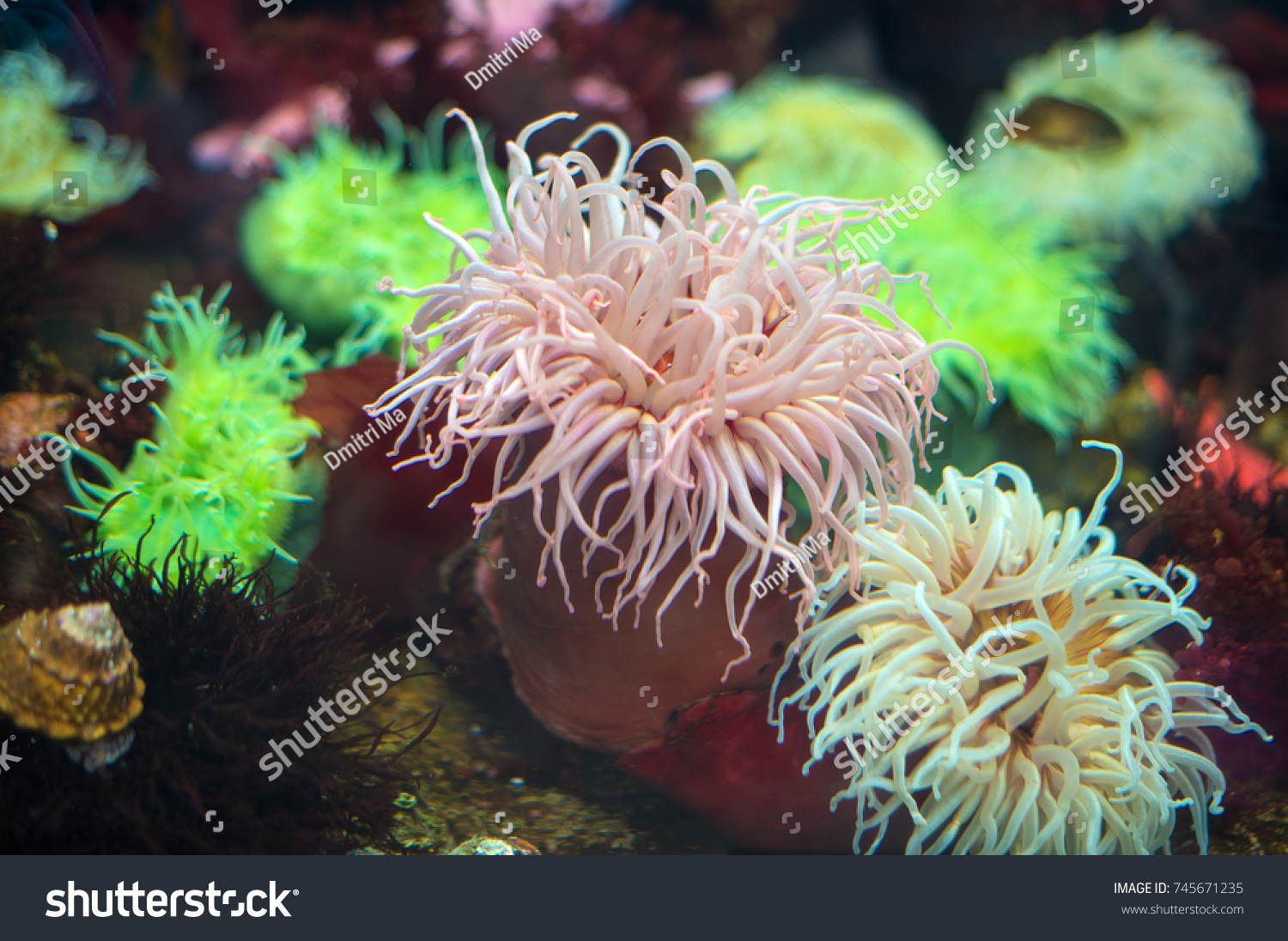 Bunodactis Images, Stock Photos & Vectors | Shutterstock