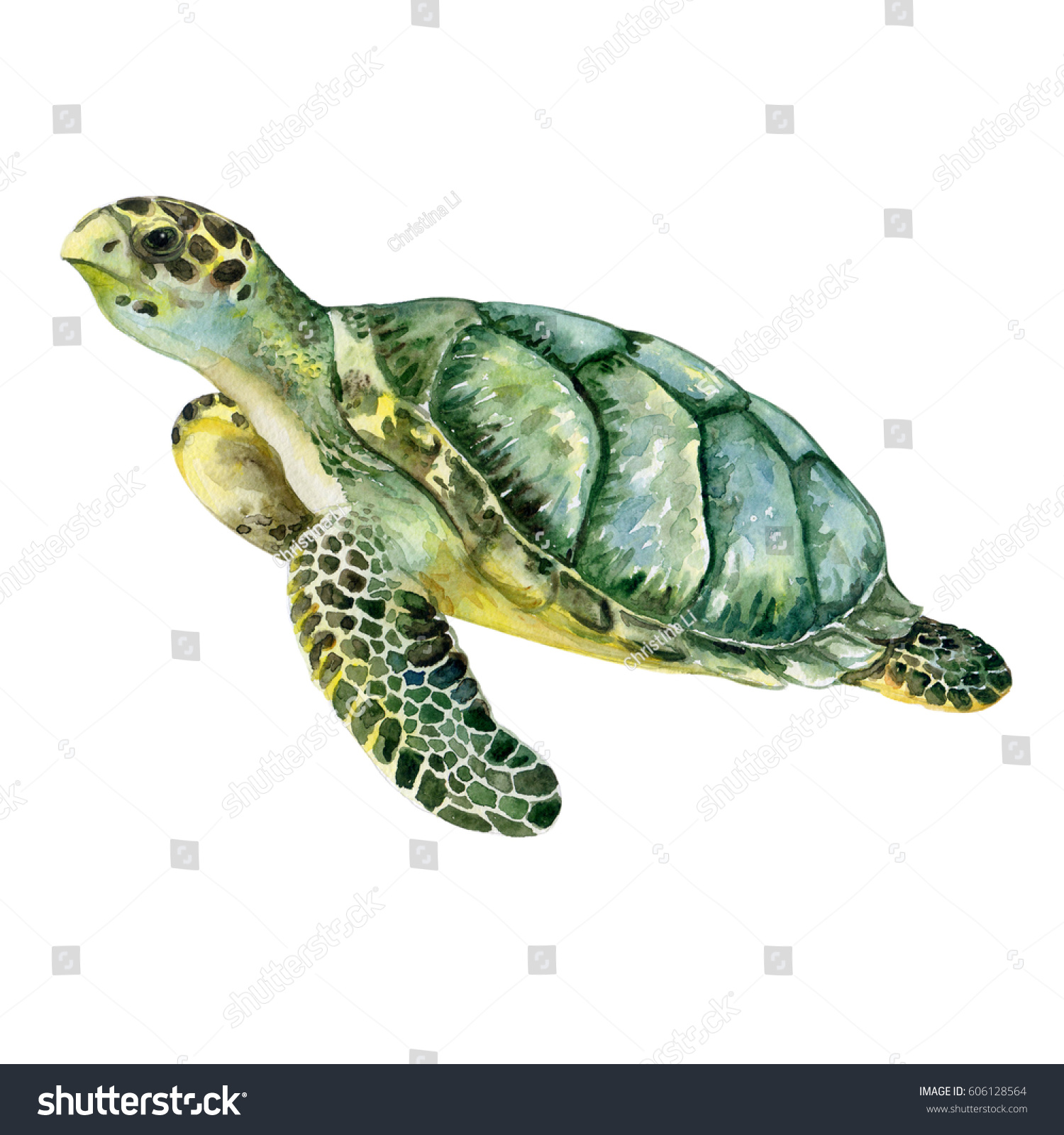 Sea Green Turtle Isolated On White Stock Illustration 606128564 ...