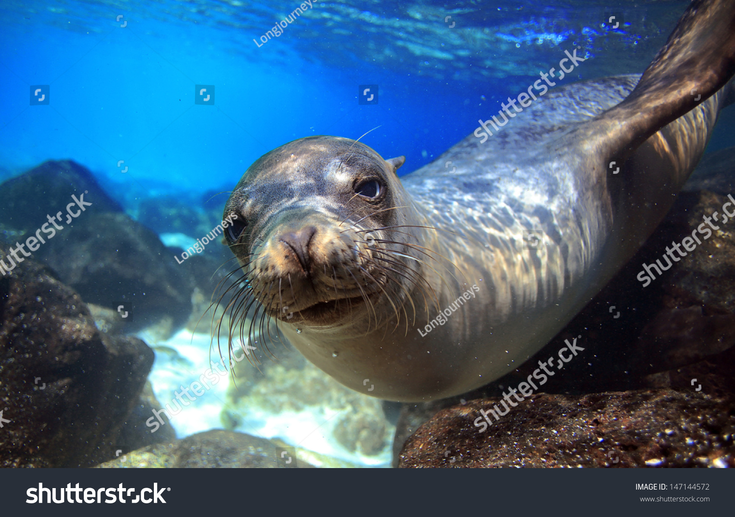 Sea Lion Swimming Underwater In Tidal Lagoon In The Galapagos Islands ...