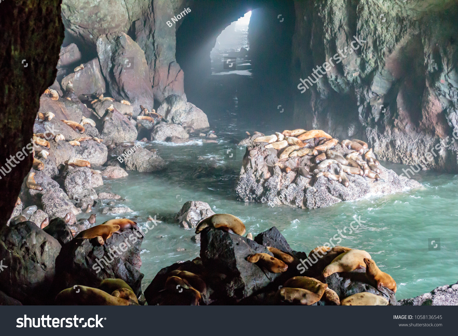 328 Sea lion caves oregon Images, Stock Photos & Vectors | Shutterstock