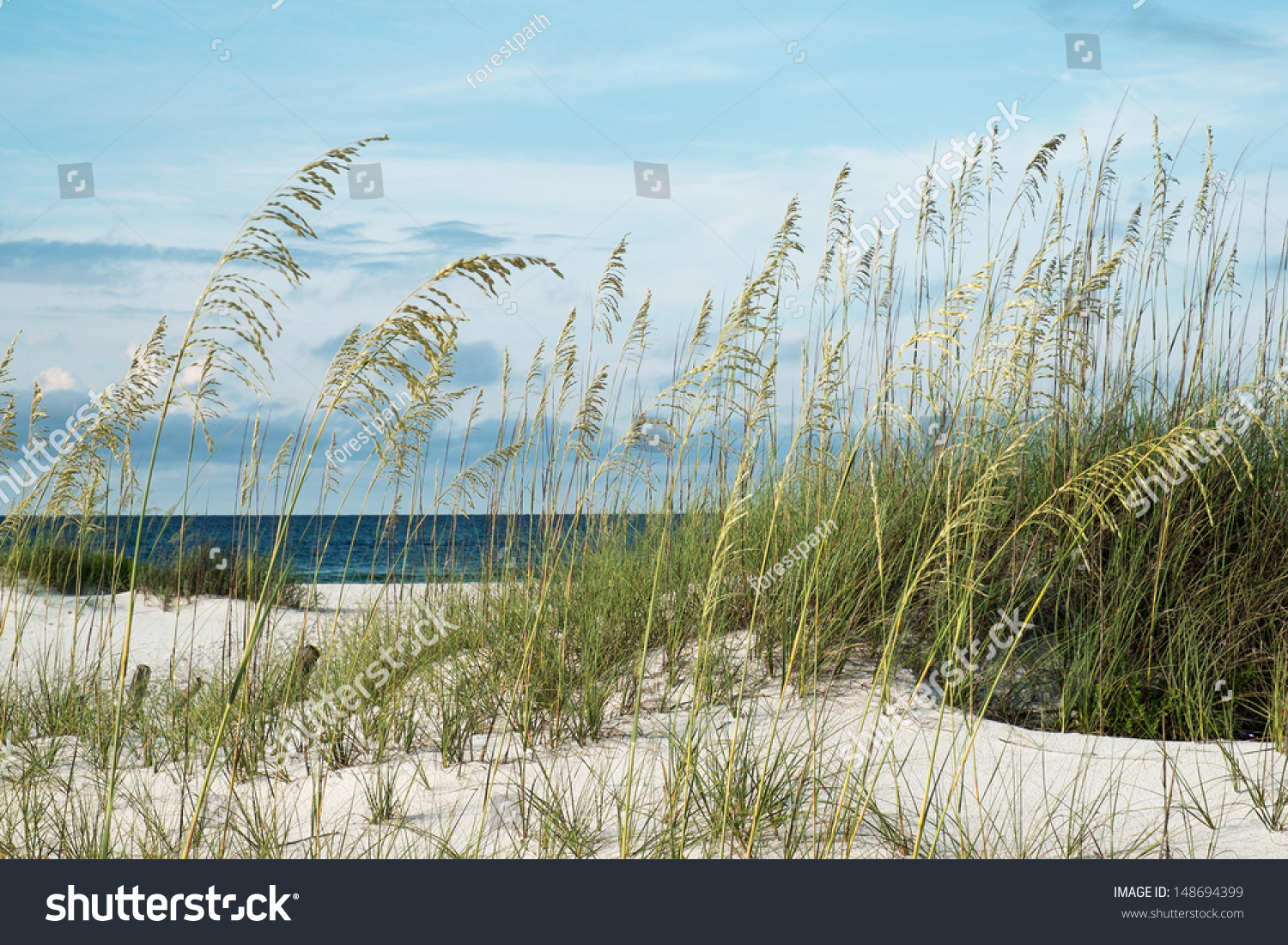 Sea Oats And Native Dune Grasses In The Sand Dunes, Overlooking Deep ...