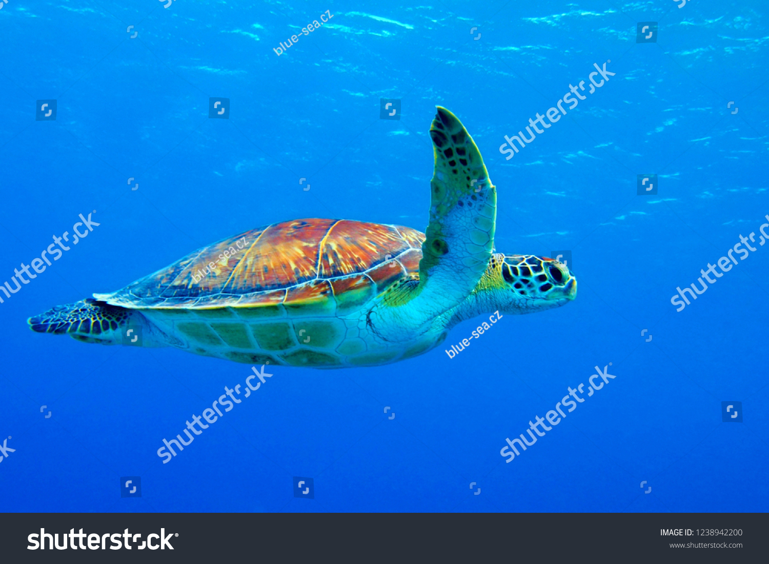 青い海で泳ぐウミガメ 浅い海でウミガメといびきをかいている 青い海でのカメによる水中撮影 水中のカメと浅瀬 の写真素材 今すぐ編集