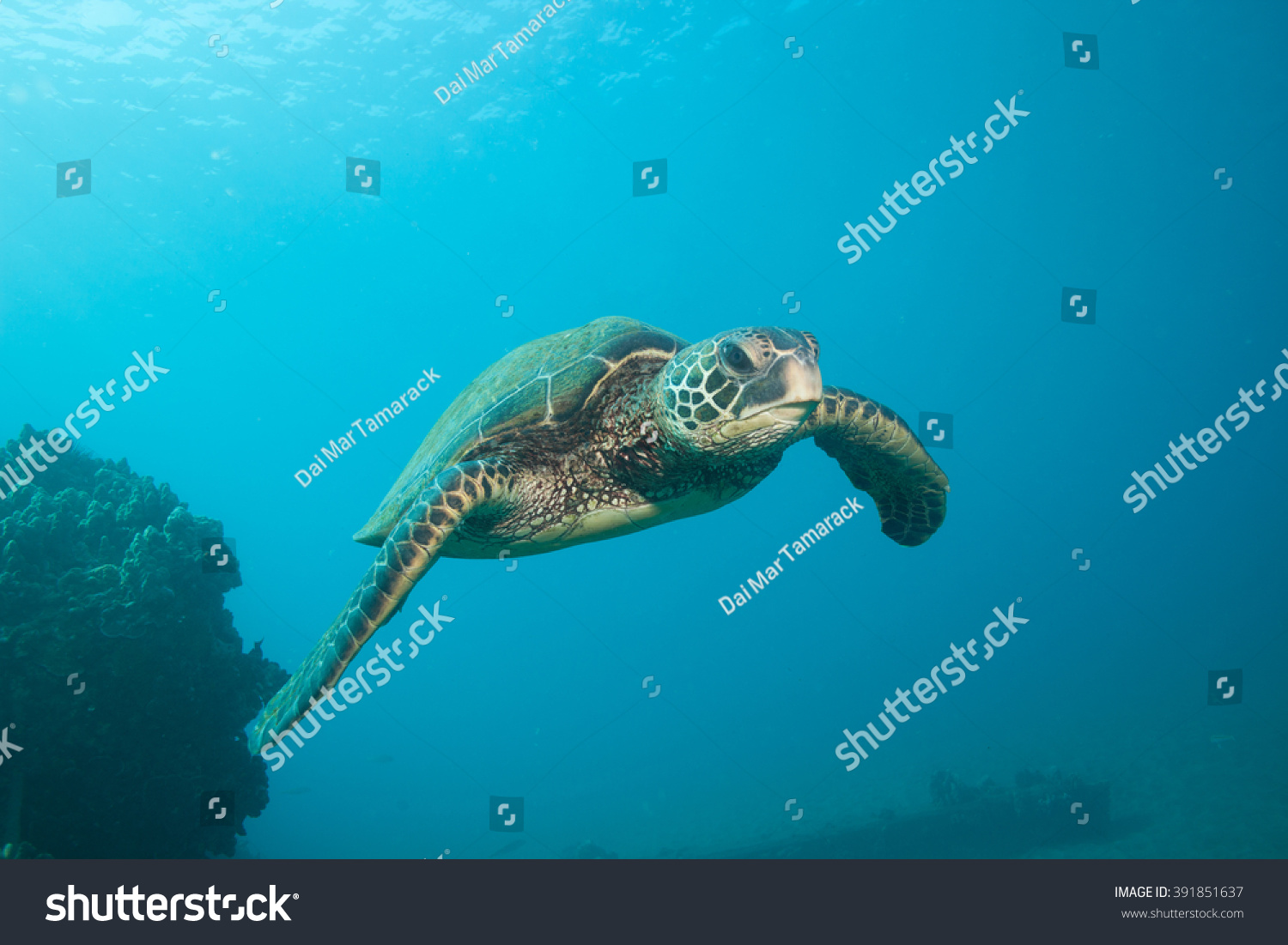 Sea Turtle Facing Camera Underwater Stock Photo Edit Now