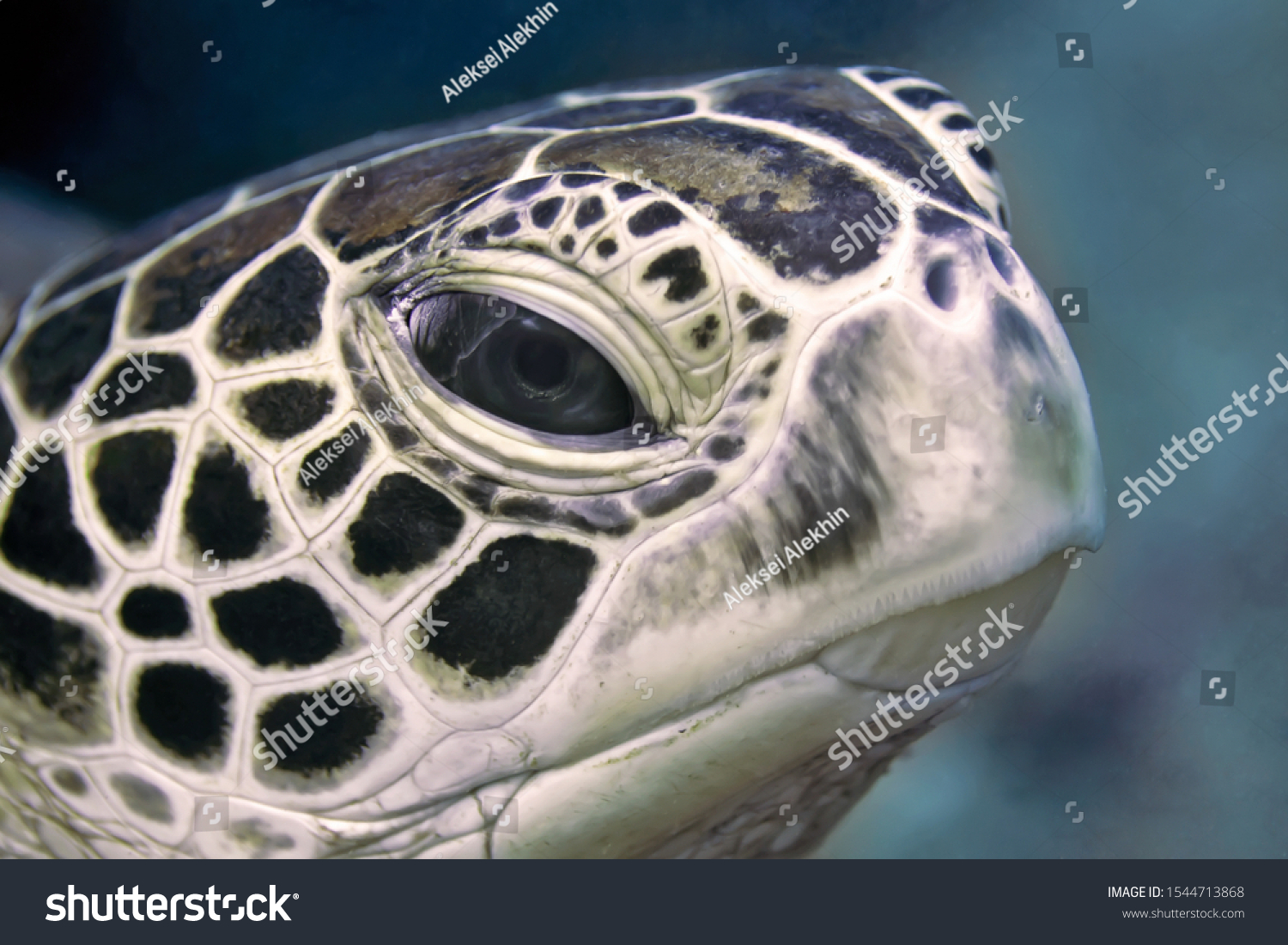 8,538 Sea turtle head Images, Stock Photos & Vectors | Shutterstock