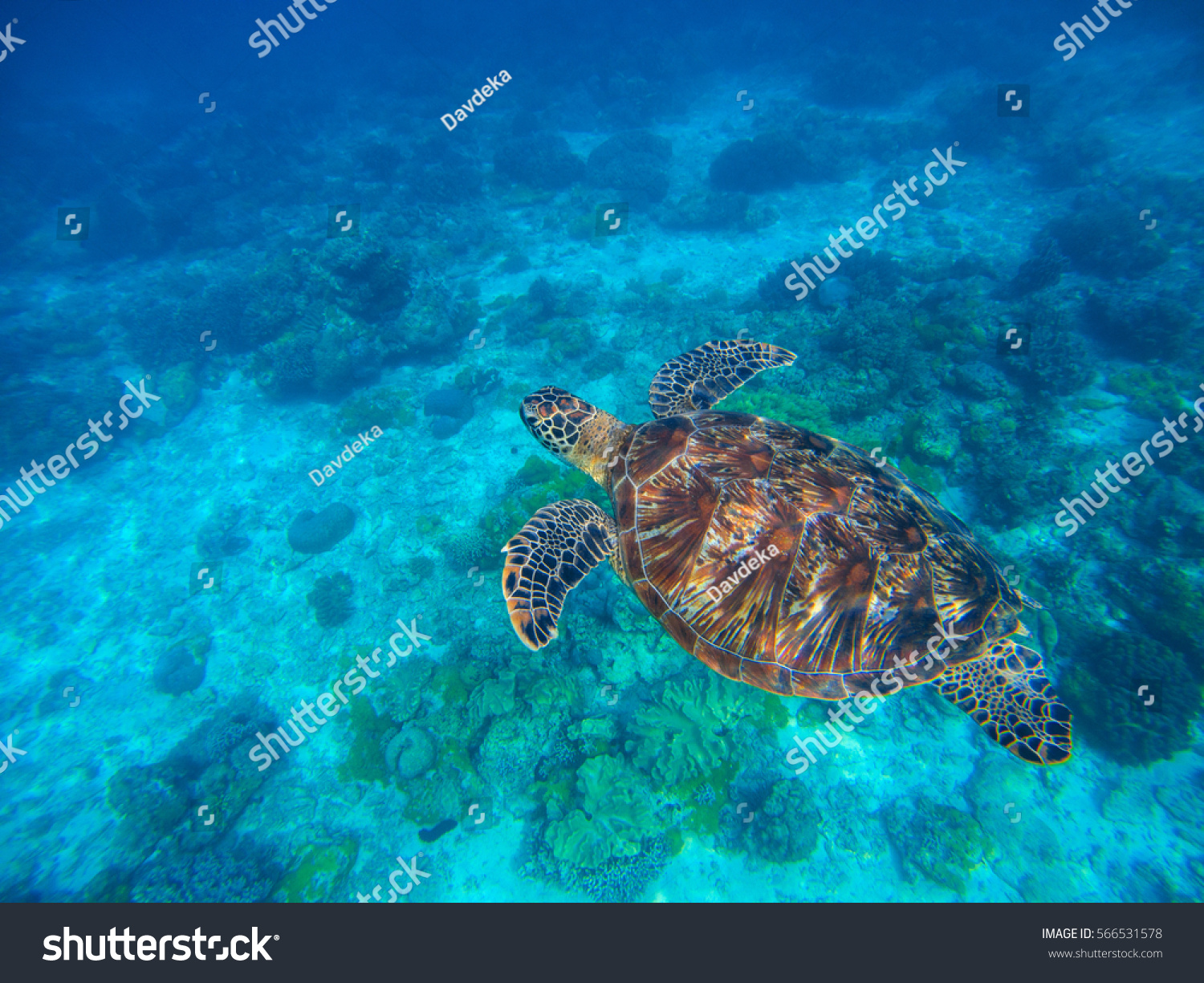 砂底の上の青い水に海亀 エキゾチックな島の熱帯の海の自然 青い海水