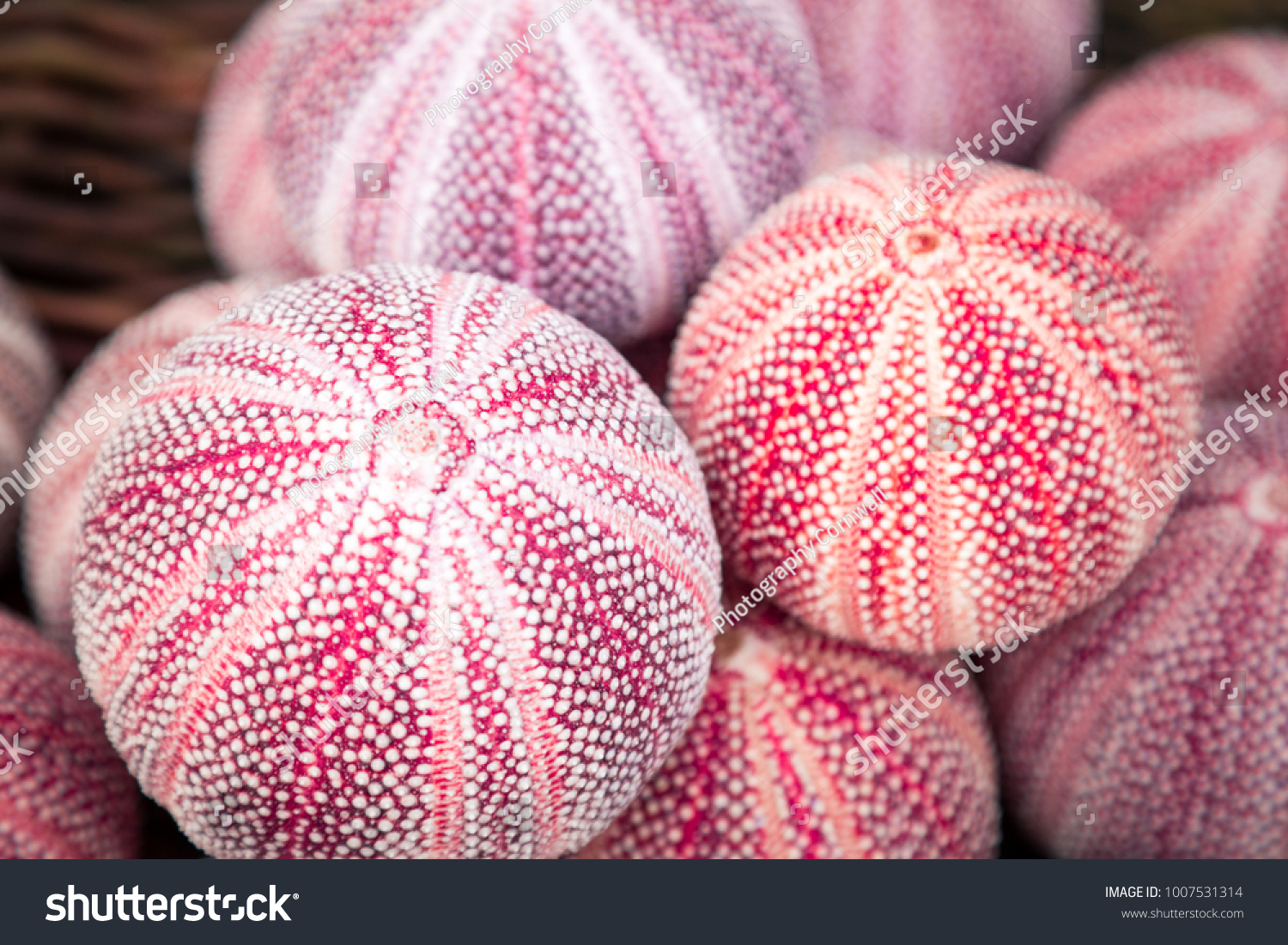 Sea Urchin Collection Colorful Sea Urchin Stock Photo Edit Now