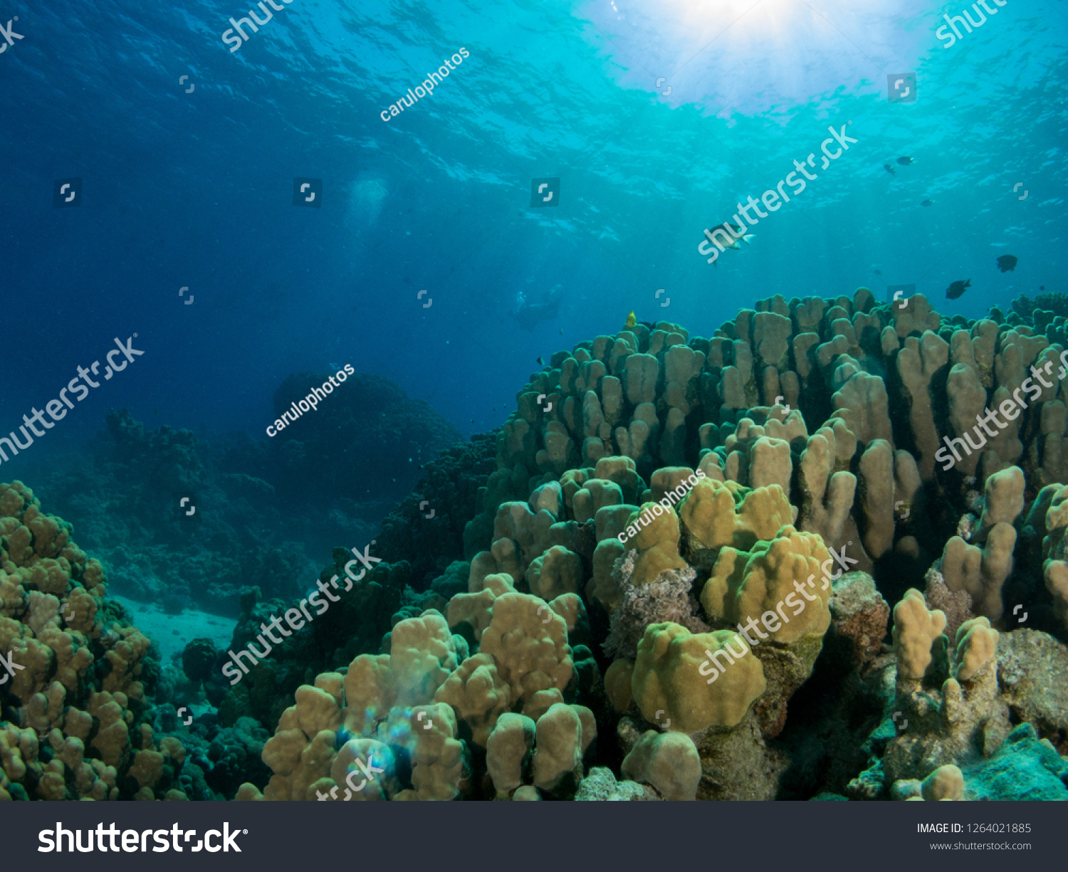 Seabed Underwater Life Stock Photo 1264021885 | Shutterstock