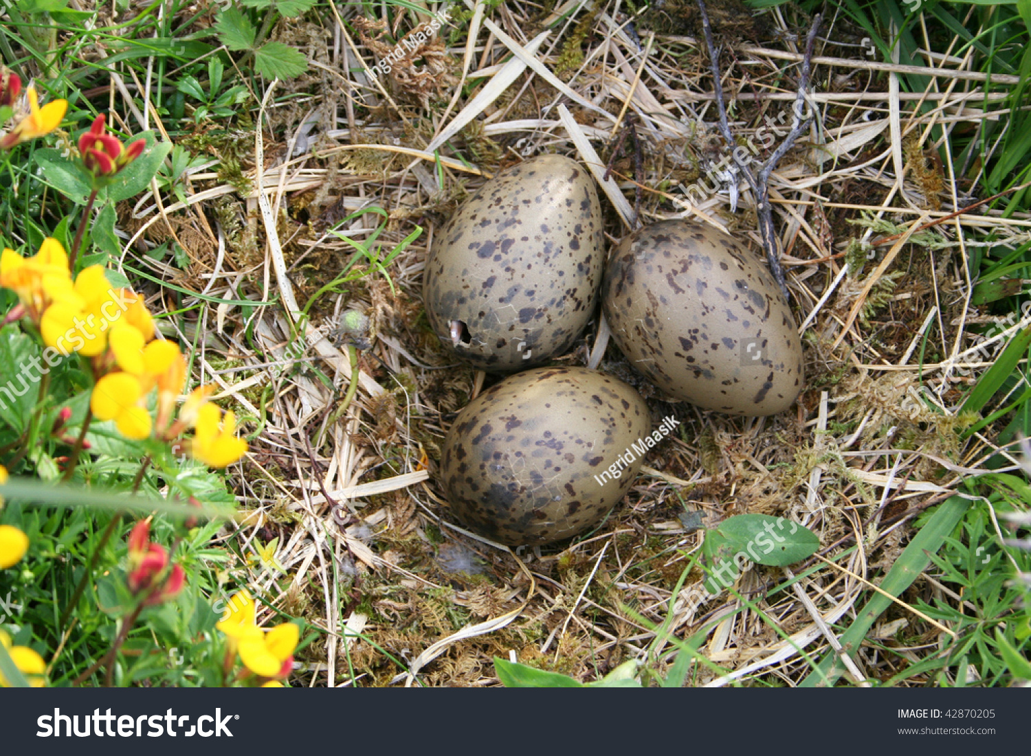 Seagull Eggs About Hatch Stock Photo 42870205 - Shutterstock