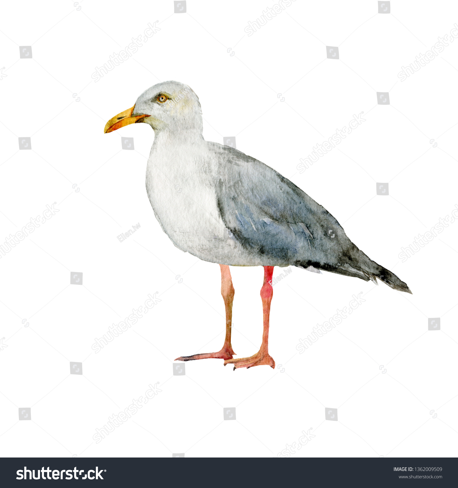 Seagull Realistic Watercolor Illustration Isolated On Stock Illustration 1362009509