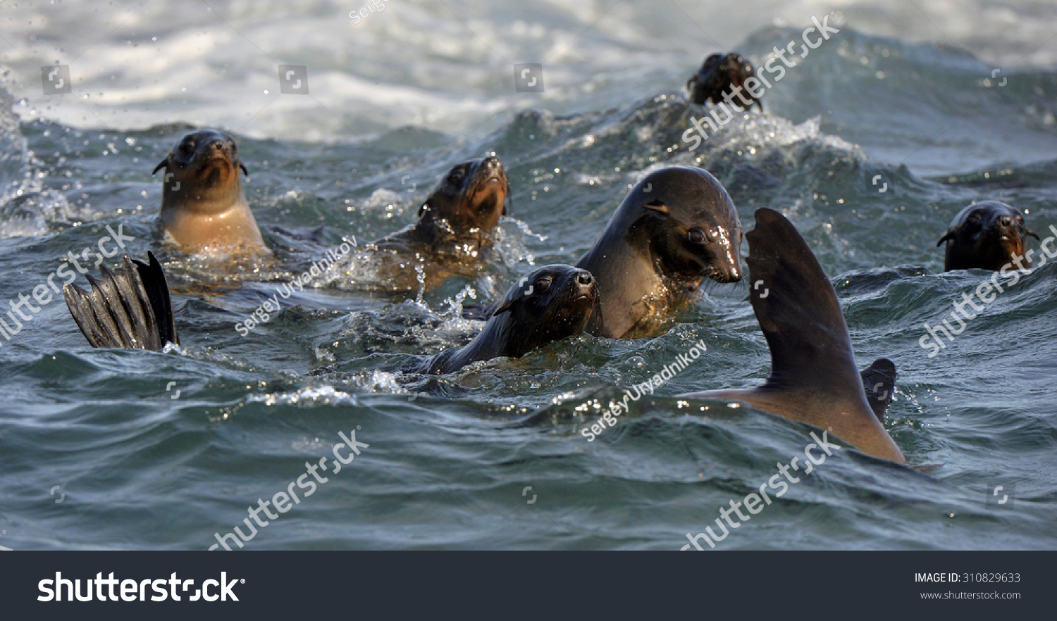 Seals Swim And Jumping Out Of Water . Cape Fur Seal (Arctocephalus ...