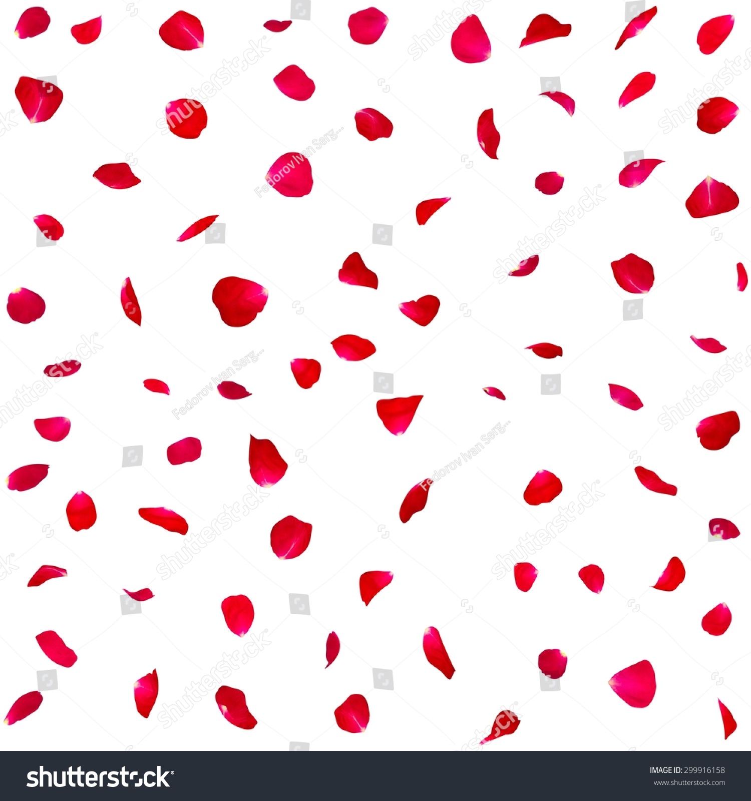 Seamless Texture Red Rose Petals Isolated Stock Illustration 299916158 ...