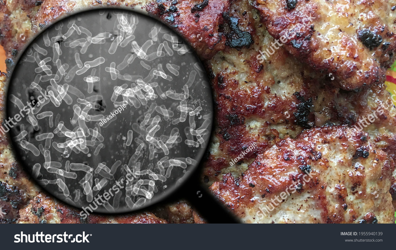 Bacteria In Meat Images Stock Photos Vectors Shutterstock   Stock Photo Searching For Bacteria In Meat 1955940139 