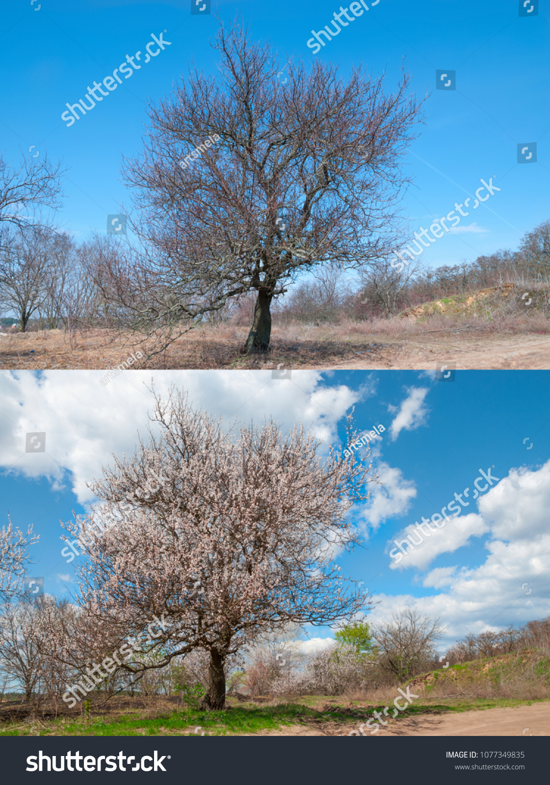 Seasons February April Apricot Tree Stock Photo Edit Now