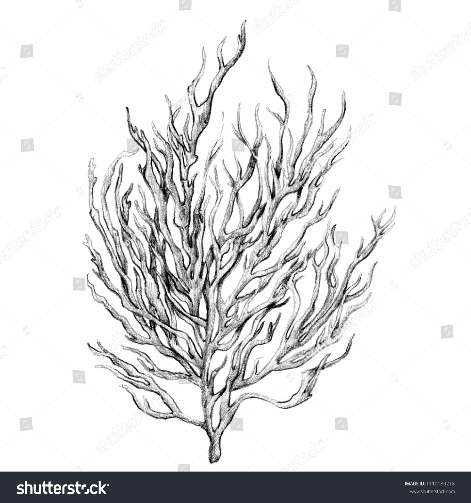 Seaweed Black White Pencil Drawing Detailed: ilustración de stock